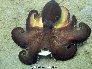 coconut octopus by Mariano Mañas 